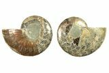 Cut & Polished, Agatized Ammonite Fossil - Madagascar #263288-1